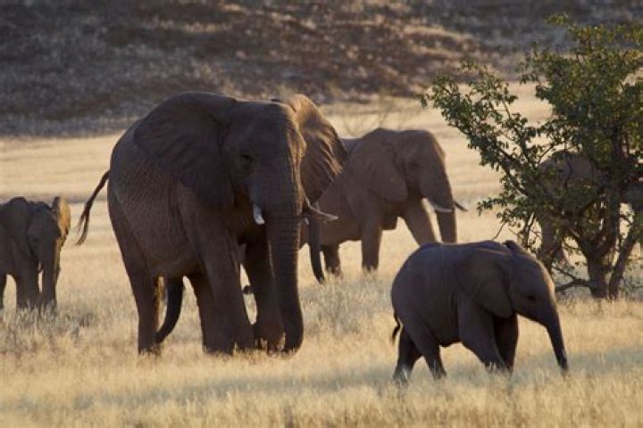 How do elephants defend themselves?