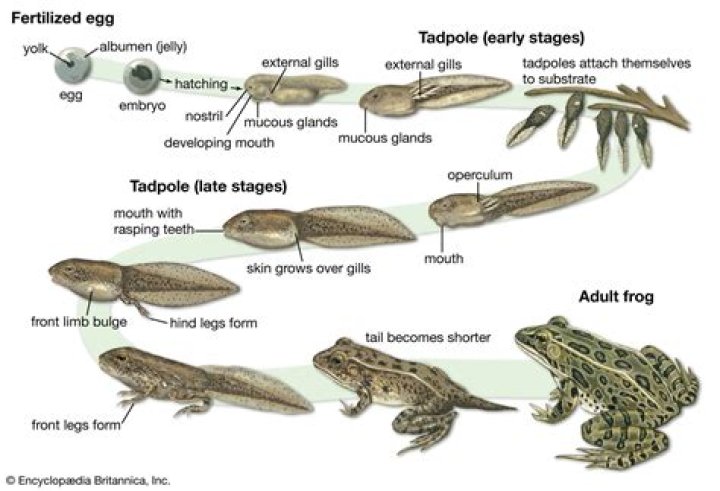 How do frogs grow legs?