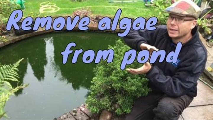 How do I get rid of algae in my garden gravel?