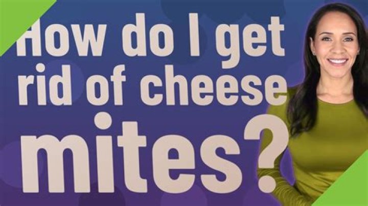How do I get rid of cheese mites?