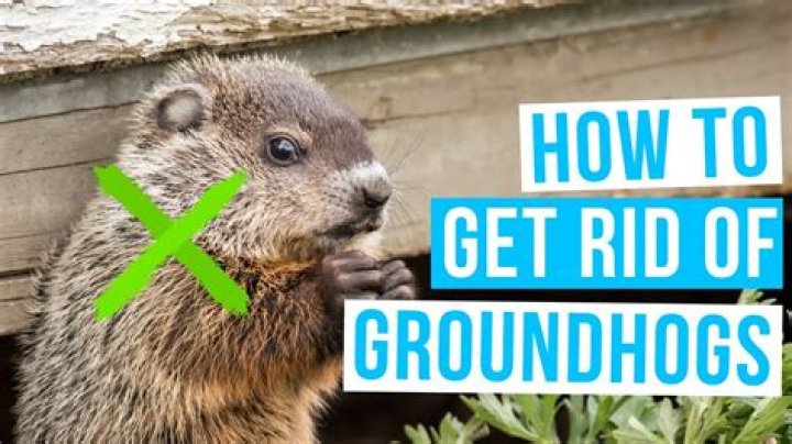 How do I get rid of mold under my house?