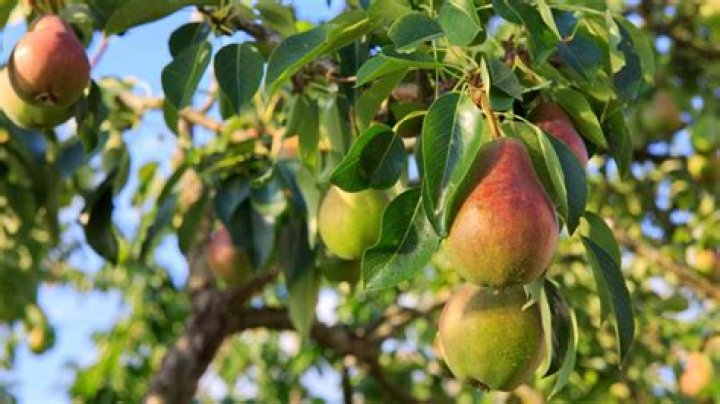 How do I identify a pear tree?