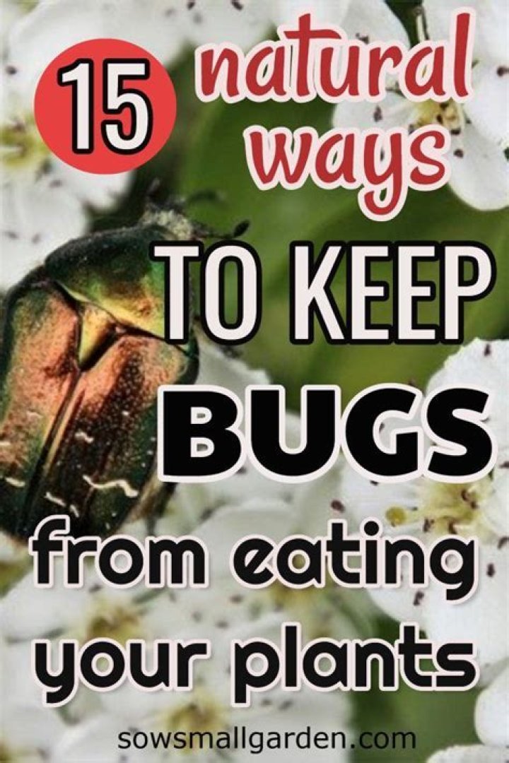 How do I keep bugs from eating my avocado leaves?