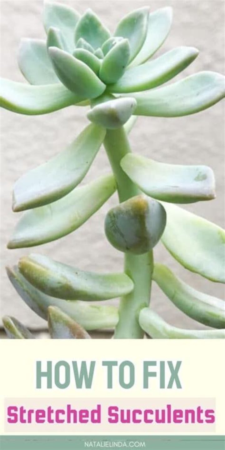 How do I make my succulent garden vertical?