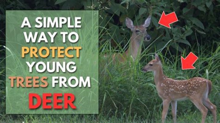 How do I protect my trees from deer?