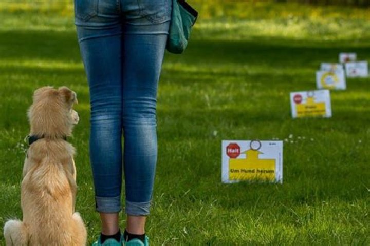 How do I train my dog for rally obedience?