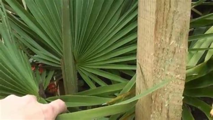 How do plants give us shelter?