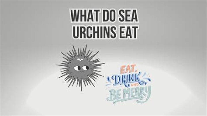 How do sea urchins eat?