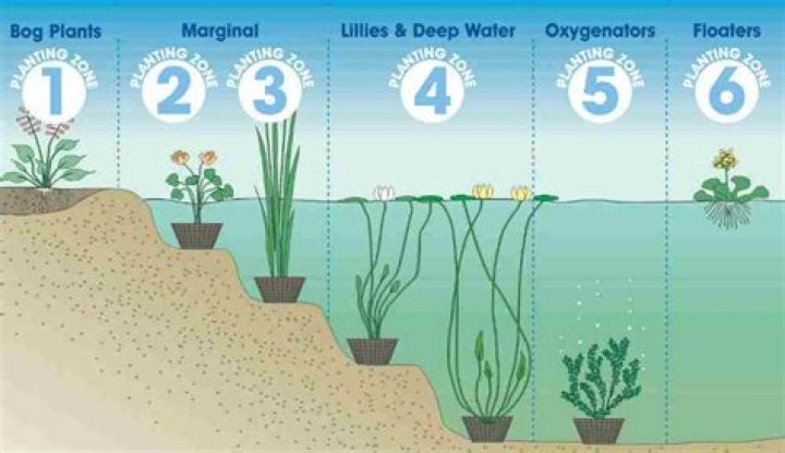 How do you anchor a pond plant?