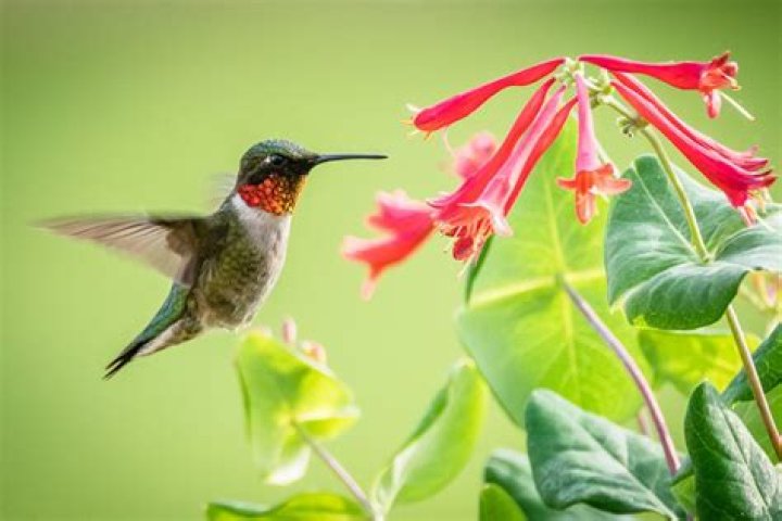 How do you attract red birds?