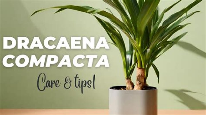 How do you care for a Dracaena Compacta?