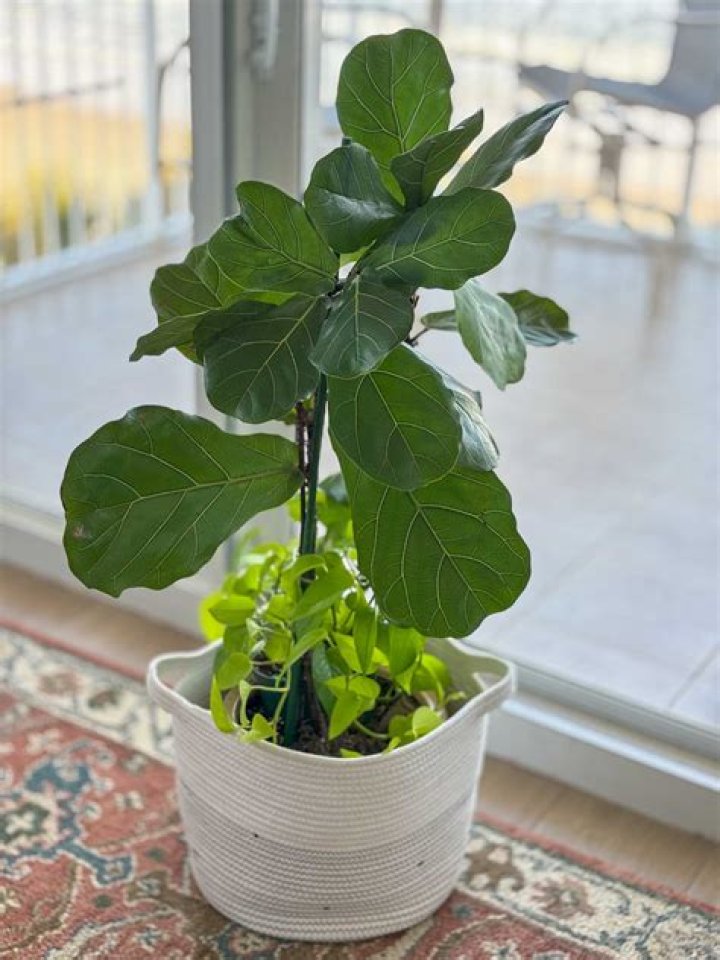 How do you care for a fiddle leaf fig plant?