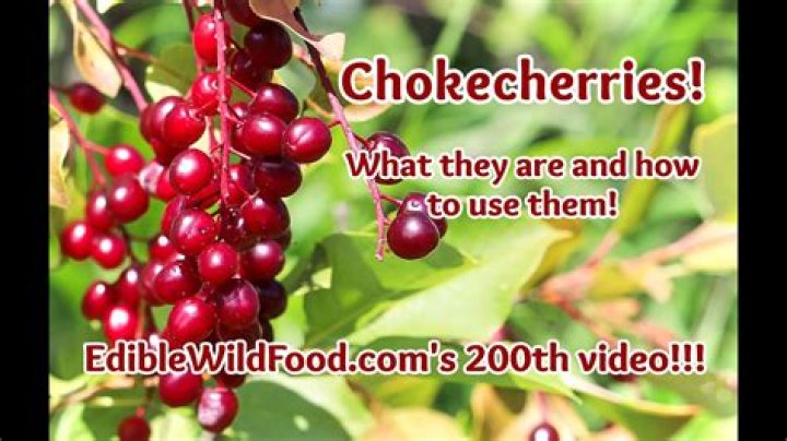 How do you clean Chokecherries?