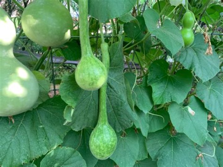 How do you grow long handled dipper gourds?
