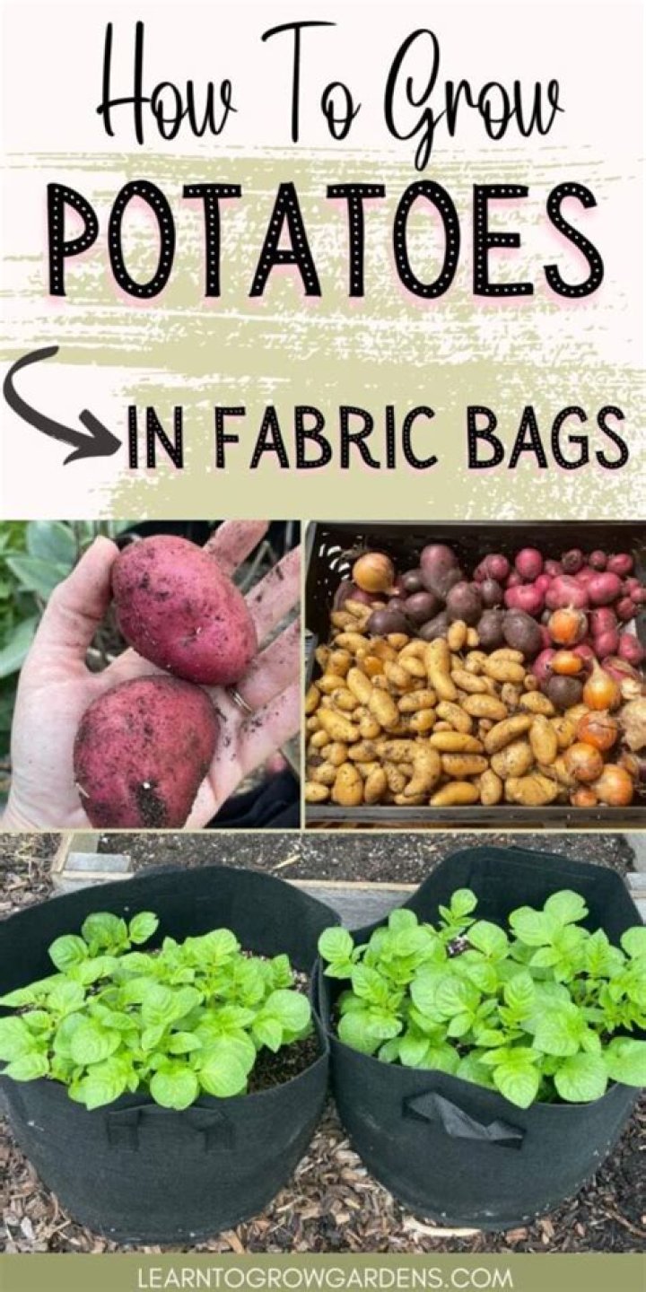 How do you grow potatoes in shopping bags?