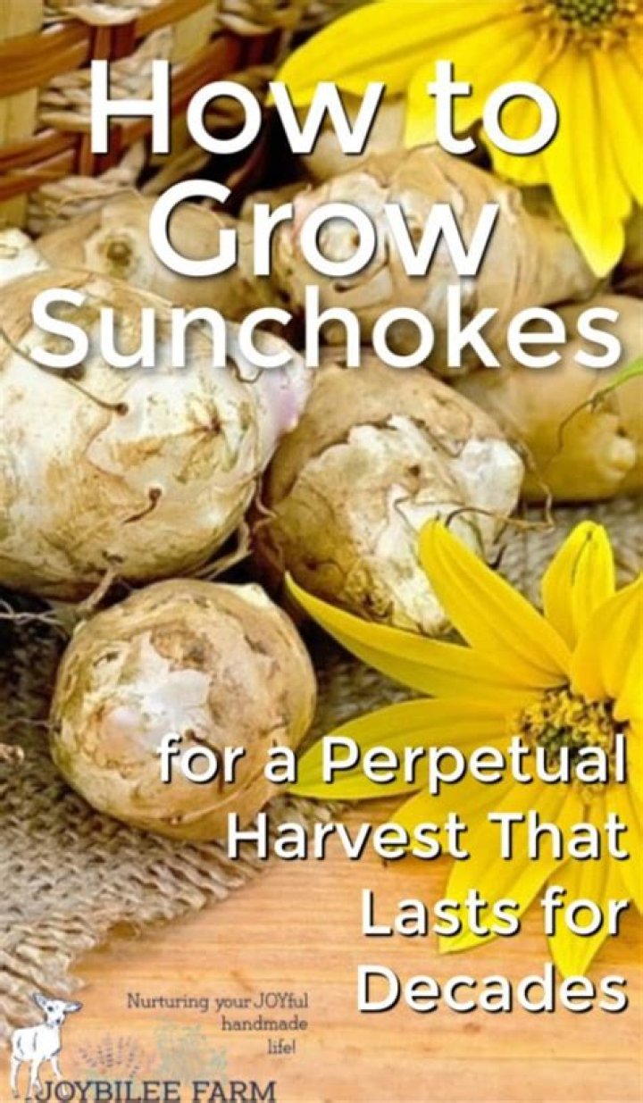 How do you grow sunchokes in pots?