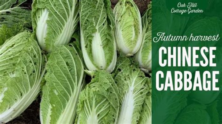 How do you harvest Chinese cabbage?