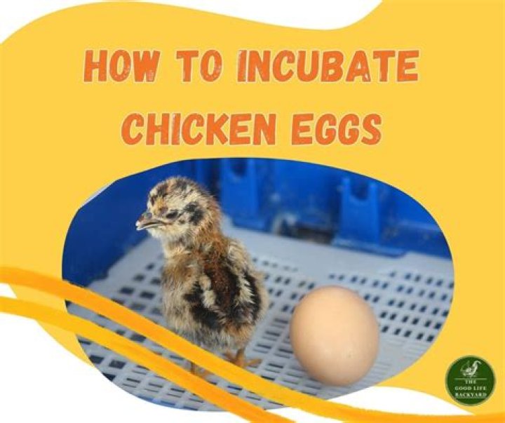 How do you incubate chicken eggs in a little giant incubator?