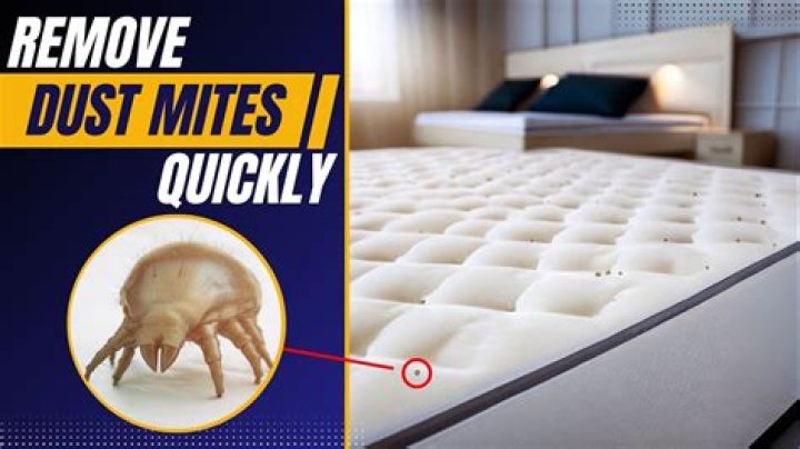 How do you kill bed mites?
