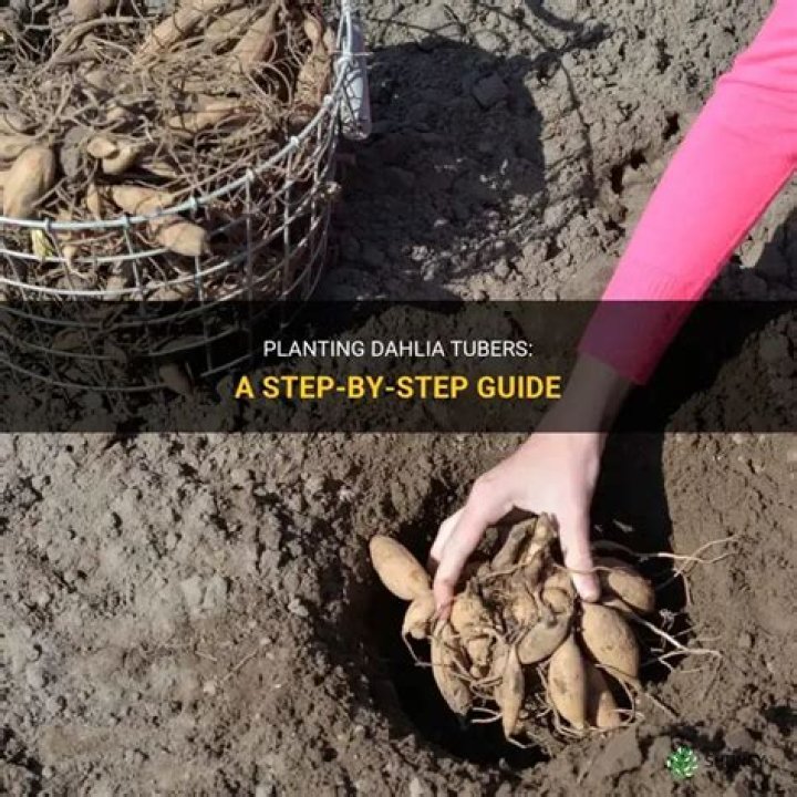 How do you plant a tuber crop?