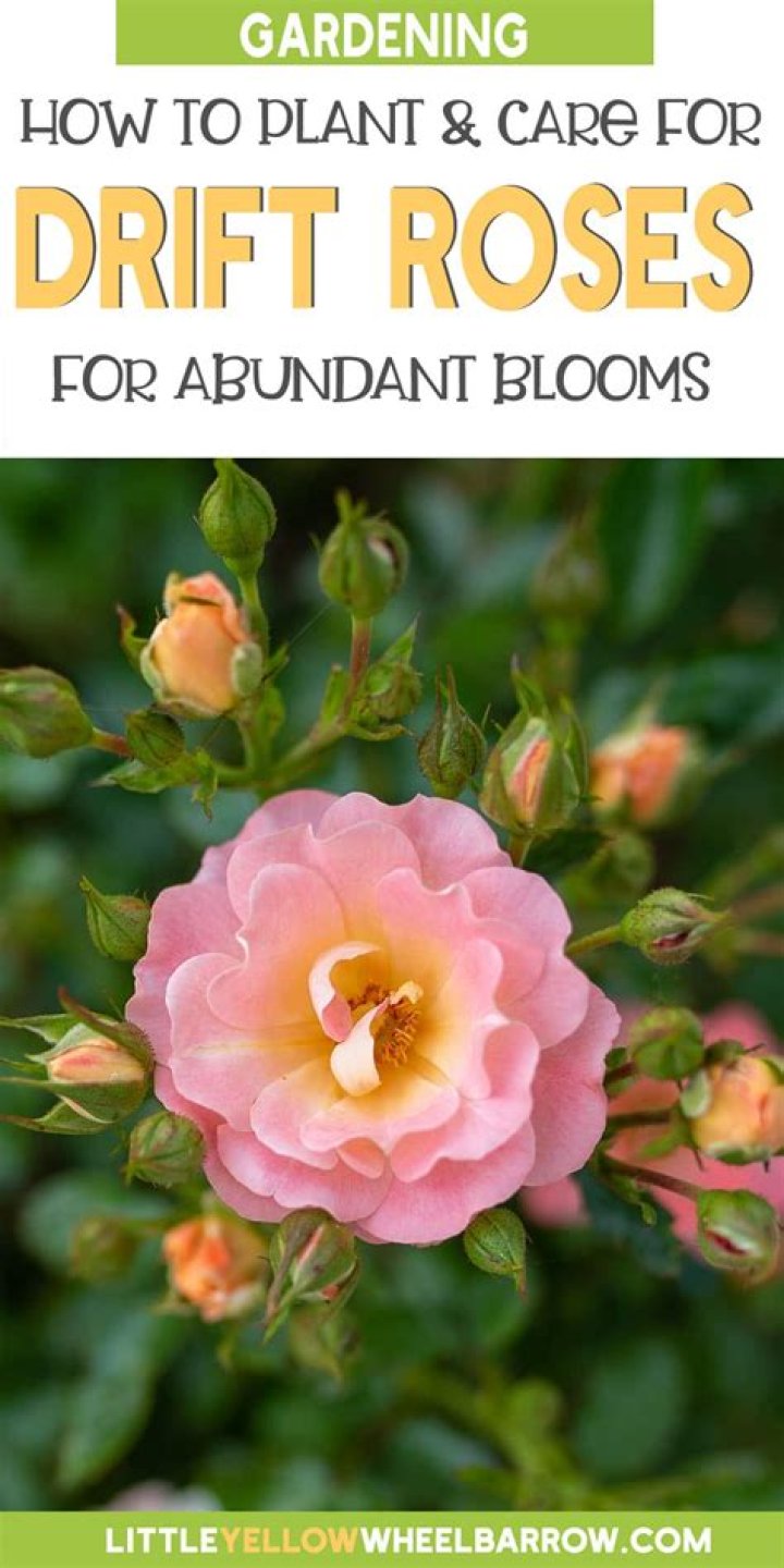 How do you plant Drift Roses?