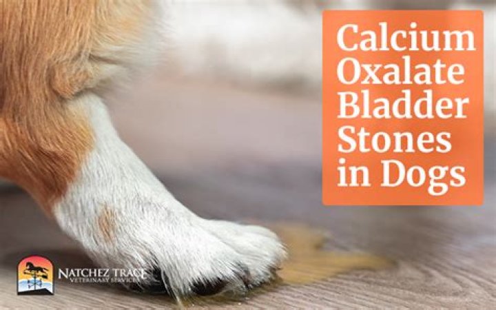 How do you prevent calcium oxalate bladder stones in dogs?