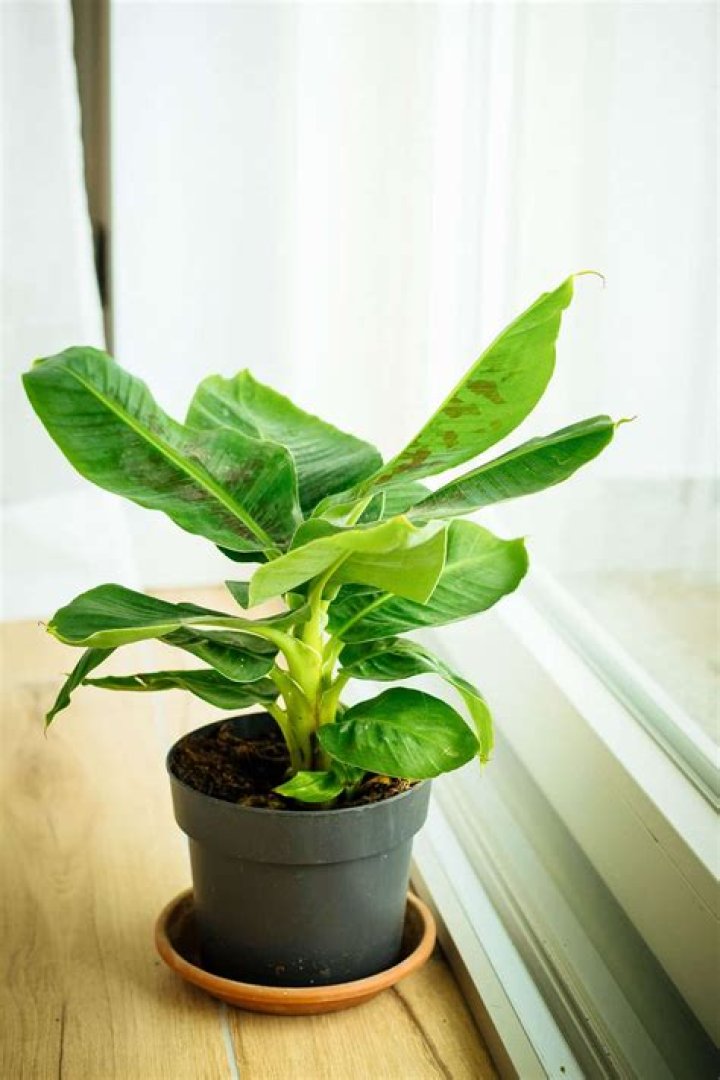 How do you take care of an indoor banana plant?