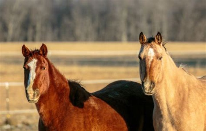 How high can a quarter horse jump?
