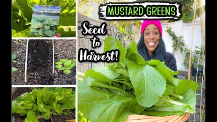 How long can mustard greens stay in the fridge?