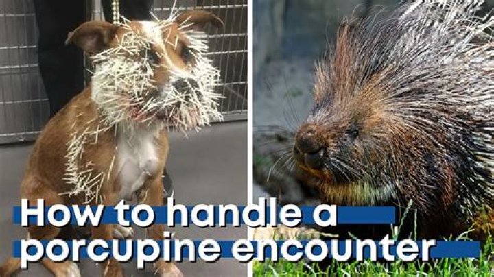 How long can porcupine quills grow?