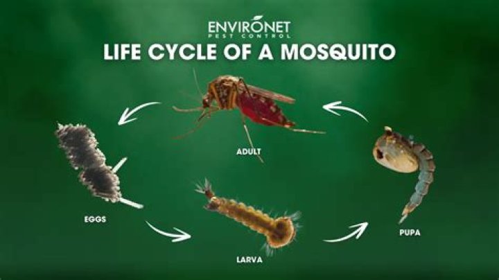 How long does it take mosquito eggs to hatch?