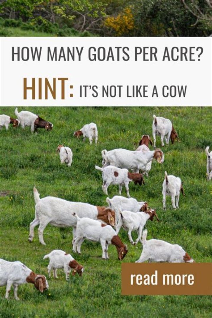 How many acres do you need per goat?