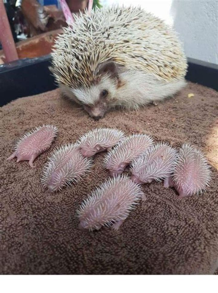 How many babies do hedgehogs have?