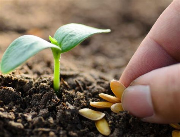 How many seeds do I need to plant herbs?