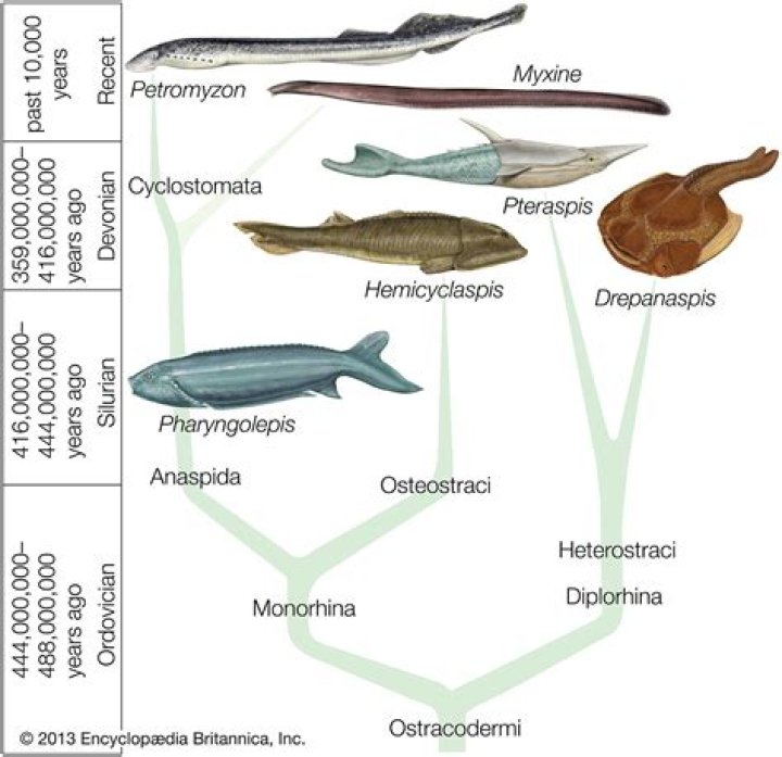 How many species of Agnatha are there?