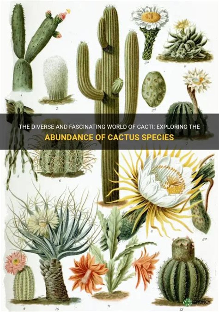 How many species of cactus are there?