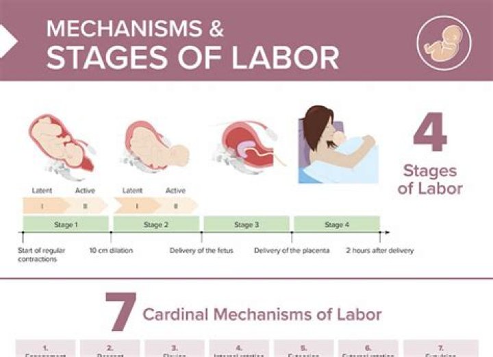 How many stages of labor are there?