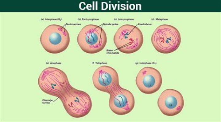 How many times does the cell divide during mitosis?
