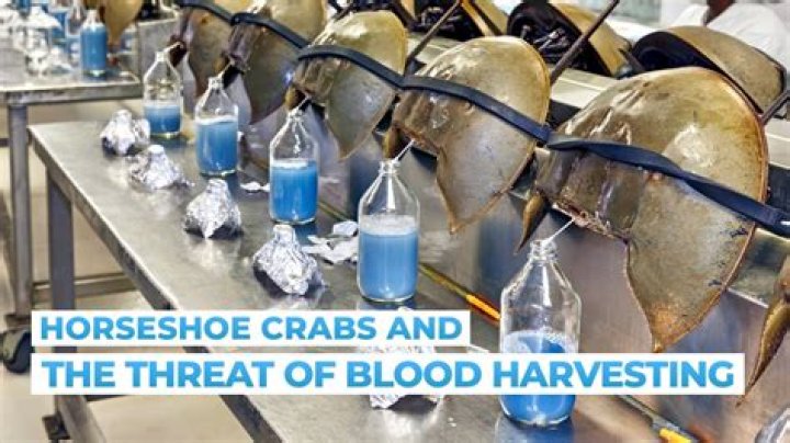 How much blood does 1 horseshoe crab have?