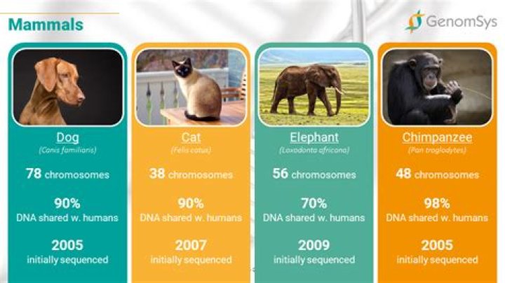 How much DNA do we share with other animals?
