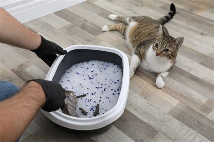 How much is a litter box for cats?