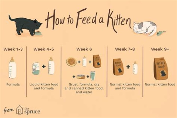 How much milk should a kitten drink a day?