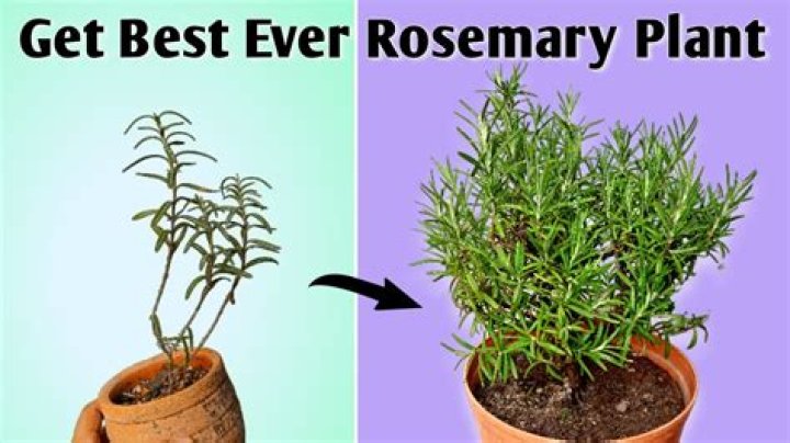 How much rosemary should I take?