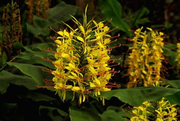 How often do ginger plants bloom?