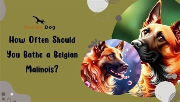 How often should you bathe a Belgian Malinois?