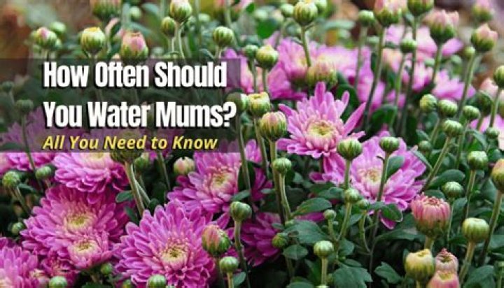 How often should you water mums?