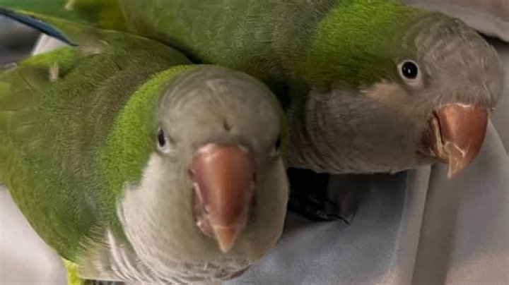How old are quaker parrots when they start talking?