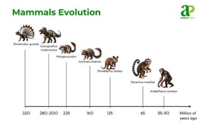 How old is the first mammal?