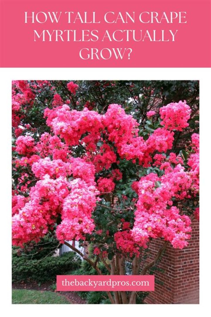 How tall do crape myrtles grow?