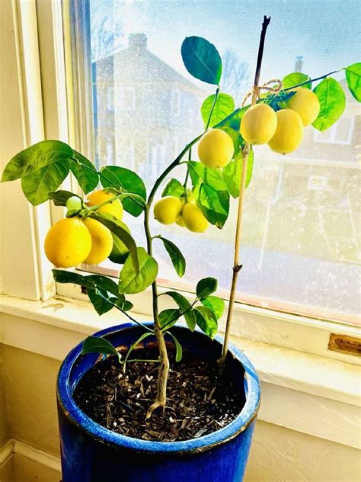 How tall do dwarf Meyer lemon trees grow?